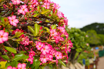 Obraz premium Adenium obesum, Pink desert rose flowers in full bloom.