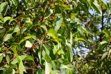 Eucalyptus tree in the park