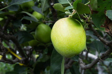 Fresh Green Apples Hanging on Tree Branch