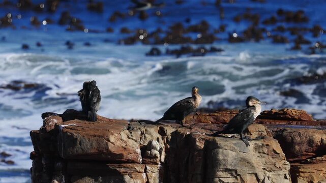 A flock of cormorants perches on rocky cliffs in Cape Town, overlooking the crashing waves, spreading wings, and resting together, capturing the essence of coastal birdlife and marine environment.