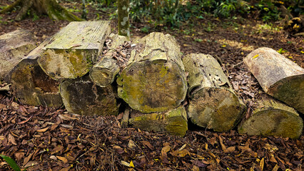 Cut Tree Logs on Forest Floor