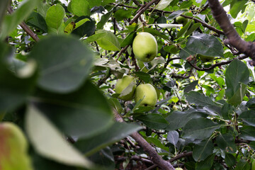 Green Apples on a Branch A Fresh Harvest