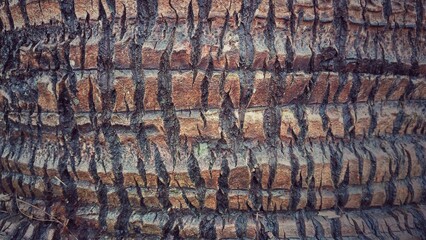 Brown Coconut Trunk Texture with Natural Lines and Cracks