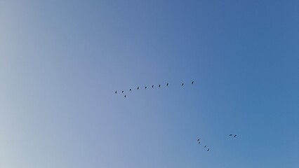 flock of birds flying in formation against clear blue sky