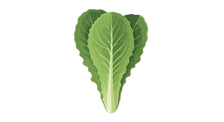 Fresh Lettuce Leaves on Black Background Presenting Healthy Eating and Vegetables