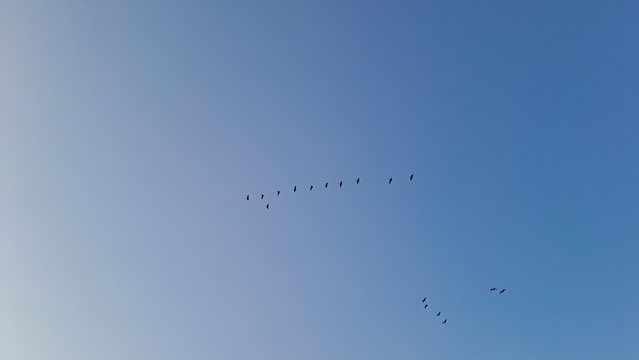 flock of birds flying in formation against clear blue sky