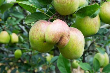 Ripe Apples Hanging on a Tree Branch