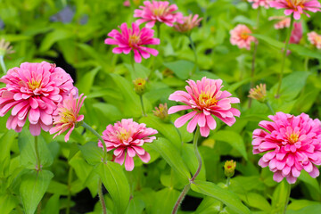 Bright pink zinnia flowers blooming in a garden