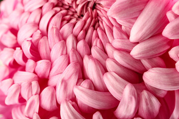 Pink chrysanthemum flower as background, closeup