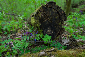 Close-up of moss-covered log on forest floor, in Skatu laukums Mednieku namiņš, in Sigulda, Latvia