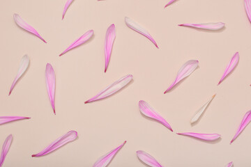 Pink chrysanthemum flower petals on beige background
