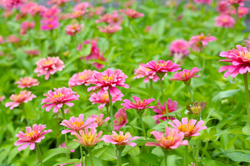 Fototapeta premium Bright pink zinnia flowers blooming in a garden