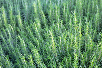 Rosemary plant, Fresh herb in the garden