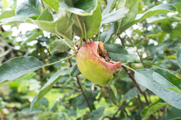 Damaged apple on Tree Nature's Imperfection