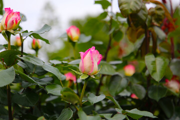 Beautiful roses in full bloom at the Japanese Rose Garden.