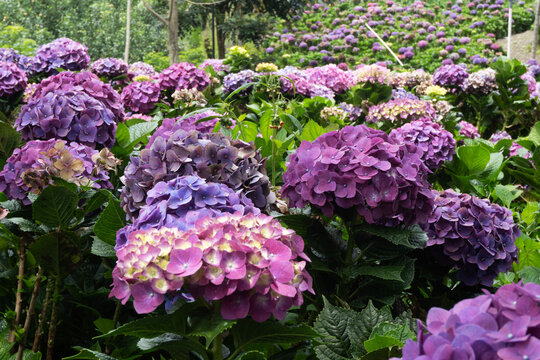 Hydrangea Field with Vibrant Purple Flowers in Bloom