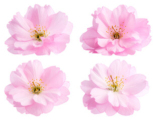 Soft pink blossoms with delicate petals