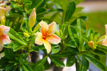 Adenium obesum, Desert rose flowers in full bloom.