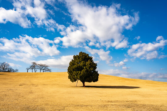 lonely tree on the hill - Powered by Adobe