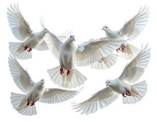 Flock of white doves in flight, wings spread