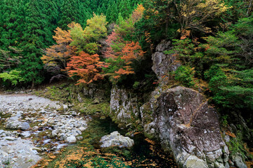 紅葉に染まる渓谷