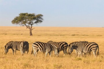 A group of zebras grazing in a dry savanna landscape with a solitary acacia tree in the background