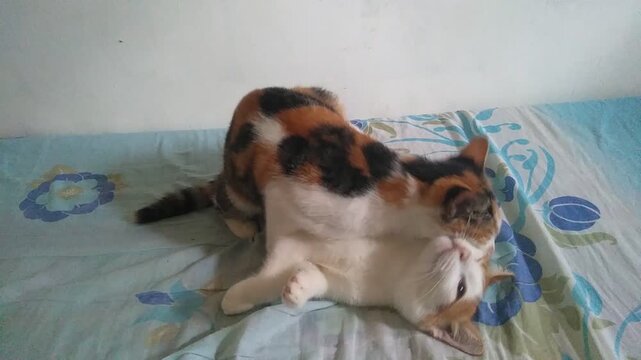 A moment of tenderness between siblings: A cat affectionately licks its sibling's head and back, strengthening their family bond in a soothing touch.
