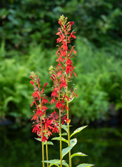 Close Up of a Cardinal Flower in Full Bloom