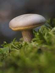 Close Up of a Peppery Bolete Mushroom in a Maine Forest