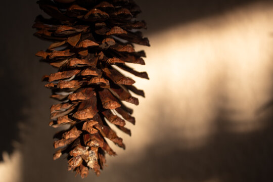 pine cone on the ground - Powered by Adobe