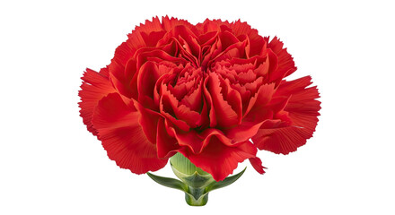 Stunning close-up of a single vibrant red carnation flower in full bloom, showcasing its intricate ruffled petals with delicate serrated edges and a fresh green stem