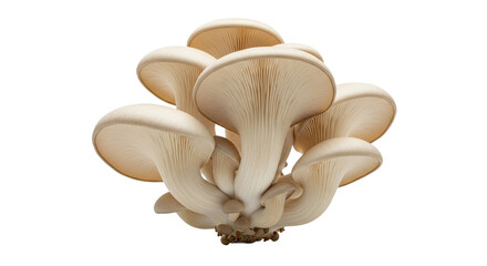 An elegant low-angle view of a fresh bunch of edible oyster mushrooms, showcasing the intricate texture of their gills and the smooth surface of their caps in soft lighting