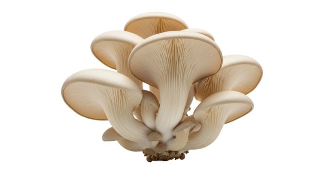 An elegant low-angle view of a fresh bunch of edible oyster mushrooms, showcasing the intricate texture of their gills and the smooth surface of their caps in soft lighting