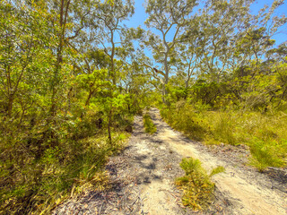 Photograph of a narrow dirt track running through a forest of lush and vibrant evergreen Gum Trees and foliage in the Blue Mountains in NSW, Australia.