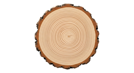 A detailed top-down view of a round tree trunk cross-section showing the intricate pattern of annual growth rings, the rough texture of the bark, and the natural grain of the timber