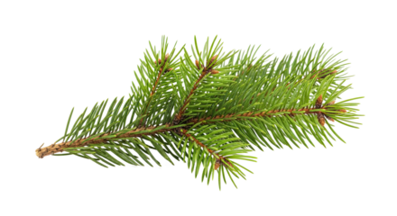 A detailed macro shot of a fresh green fir tree branch with sharp needles and small brown buds, showcasing natural botanical texture and seasonal evergreen foliage