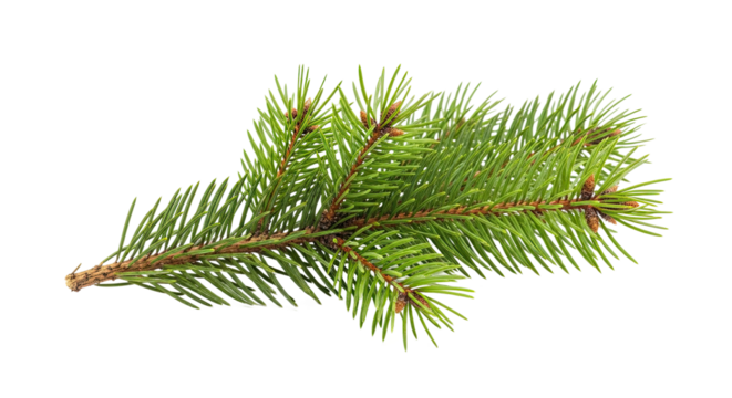 A detailed macro shot of a fresh green fir tree branch with sharp needles and small brown buds, showcasing natural botanical texture and seasonal evergreen foliage