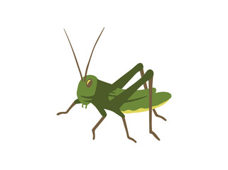 Hand Drawn Locust Grasshopper Insect
