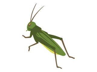 Grasshopper Insect Clip Art Illustration
