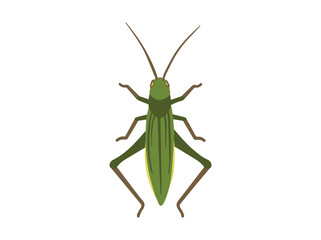 Grasshopper Insect Clip Art Illustration

