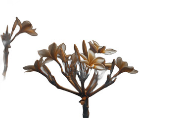 Frangipani blooms with bronze petals and golden centers in monochrome setting