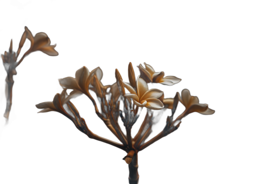 Frangipani blooms with bronze petals and golden centers in monochrome setting