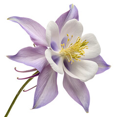 Delicate columbine flower in soft lavender and white hues with yellow center