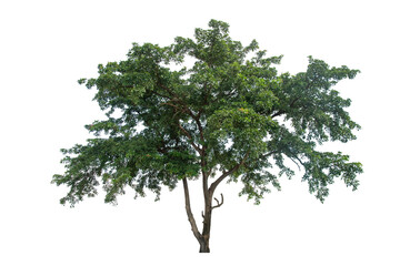 Trees isolated on white background, tropical trees isolated used for design, advertising and architecture