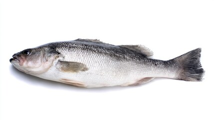 Fototapeta premium seabass. A fresh sea bass fish with detailed scales, isolated on a clean white background. wildlife magazines, conservation campaigns, designed for wildlife conservation campaigns. 