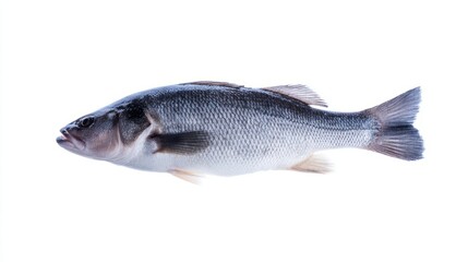 Obraz premium seabass. A fresh sea bass fish with detailed scales, isolated on a clean white background. wildlife magazines, conservation campaigns, designed for wildlife conservation campaigns. 