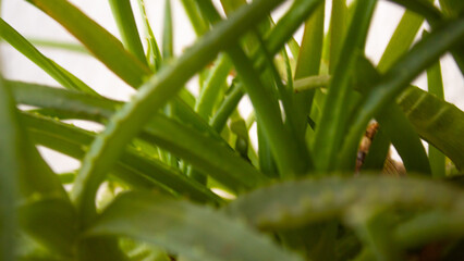 Fototapeta premium aloe vera plant