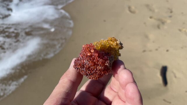 Colorful cluster of wild fish roe, likely sculpin (Myoxocephalus stelleri), attached to seaweed and washed up on a sandy beach mixed with natural debris after a storm. Unique marine texture.