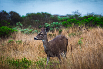Black-tailed Deer in Coastal Scrub Habitat at Bodega Bay Trailhead