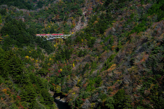 Autumn Scenery of the Abt System Locomotive on the Ikawa Line in Sesso Gorge, Shizuoka / Mountain Valley and Fall Colors